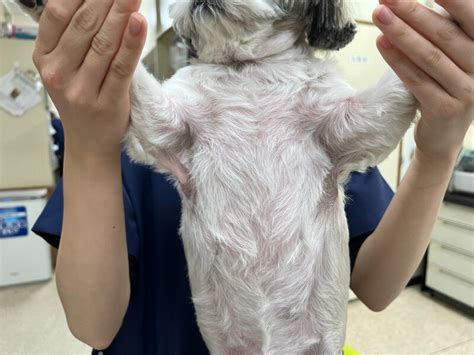 シーズーの犬アトピー性皮膚炎 皮膚科・耳科診療｜犬猫スキンクリニック｜なんよう動物病院｜愛知県知立市