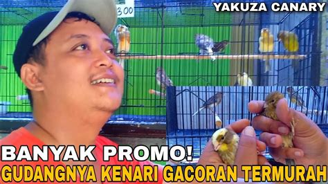 UPDATE HARGA BURUNG KENARI TERBARU 2022 CUMA DI KIOS INI JUAL KENARI