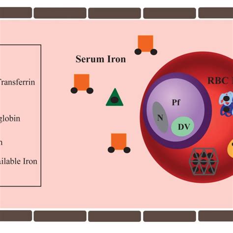 Hypothesized Impact Of Iron Deficiency Anemia And Iron Supplementation Download Scientific