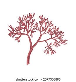 Red Seaweedkelp Ocean Watercolor Hand Painted Stock Illustration