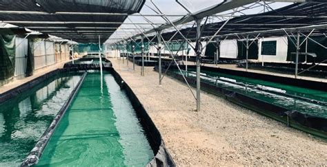 La France championne européenne de la production de spiruline