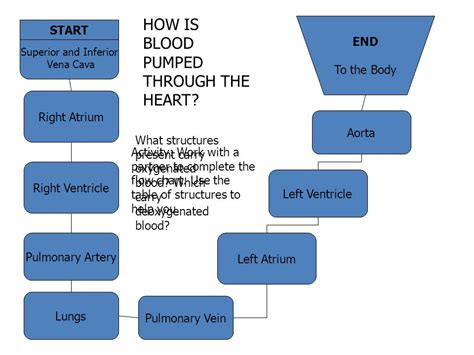 Heart Blood Flow Chart Human Heart Parts And Blood Flow Labeling