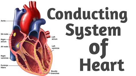 Conducting System Of Heart In Bangla Sa Node Av Node Bundle Of His