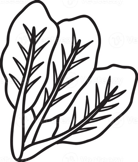 Free Hand Drawn Kale Illustration 11887656 Png With Transparent Background
