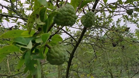 শরিফা বারোমাসি শরিফা ফলের চাষ করে লক্ষ পতি জীবননগরের চাষী সাদ্দাম