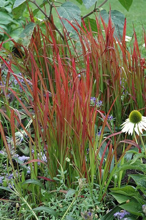 Red Baron Japanese Blood Grass Imperata Cylindrica Red Baron At