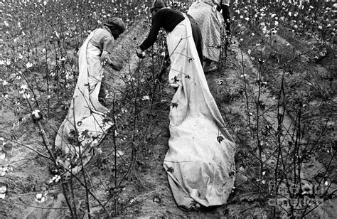 Cotton Pickers Photograph By Library Of Congressscience Photo Library