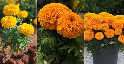 13 Best Tall Marigold Varieties Indoor Garden Web