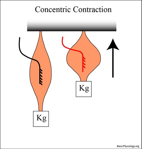 A 4 5 Contraction Types BasicPhysiology