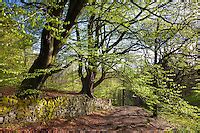 Beech Woodland Goyt Valley Peak District Alex Hyde