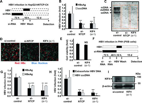 Decreased KIF4 Expression Suppressed HBV Infection In HepG2 HNTCP And