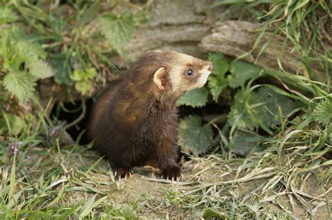 European Polecat Stock Image Z9220120 Science Photo Library