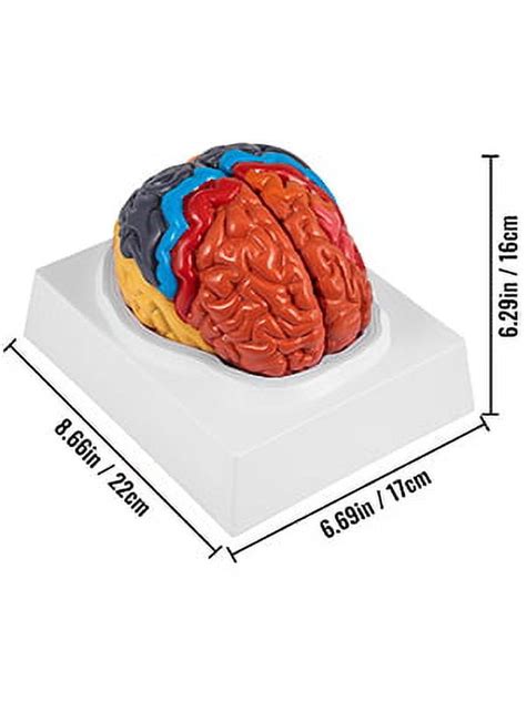 VEVOR Modelo de Anatomía del Cerebro Humano Peru Ubuy