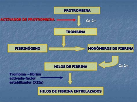 Formacion De Un Coagulo