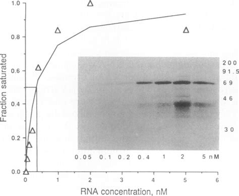 Saturation Binding Curve Of The Kda Binding Protein Fifteen