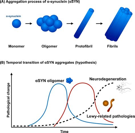 α Synuclein αsyn Aggregation Process And Temporal Accumulation Of Download Scientific Diagram