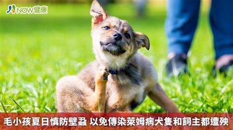 毛小孩夏日慎防壁蝨 以免傳染萊姆病犬隻和飼主都遭殃｜四季線上4gtv