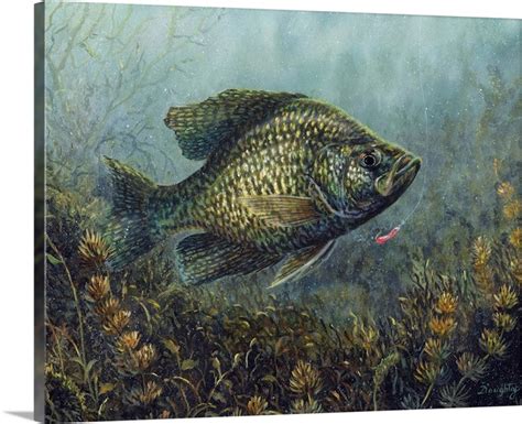 Black Crappie Great Big Canvas