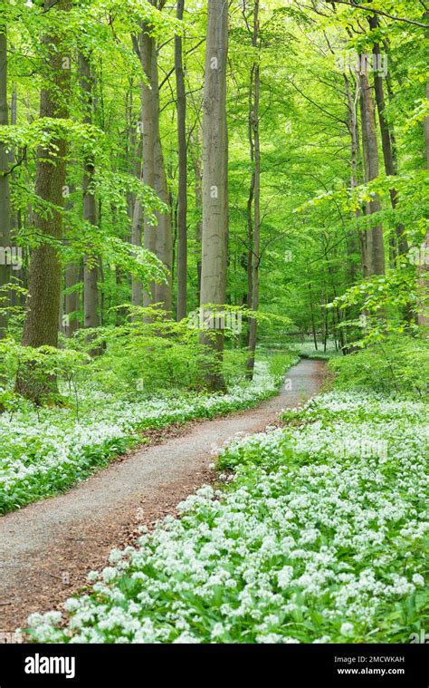 Temperate Deciduous Forest Spring