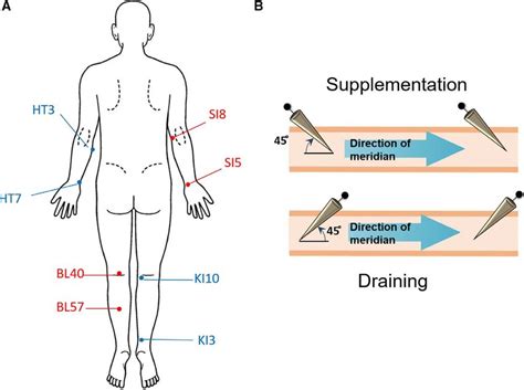 A The Acupoints Involved In This Study B Schematic Diagram Showing