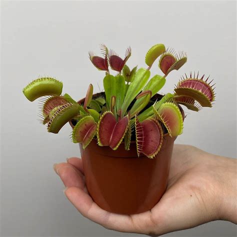 How To Grow And Care For A Venus Flytrap