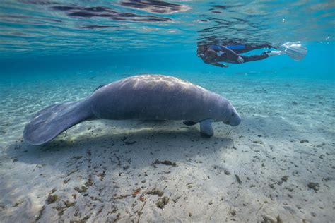 A Spotlight on Manatees — The Original Mermaids | Scuba Diving