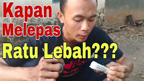 Waktu Yang Tepat Melepas Ratu Lebah Dari Kurungan Youtube