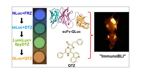 Engineered Amber Emitting Nano Luciferase And Its Use For Immunobioluminescence Imaging In Vivo