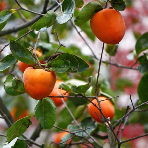 Hachiya Persimmon Trees for Sale at Arbor Day's Online Tree Nursery ...