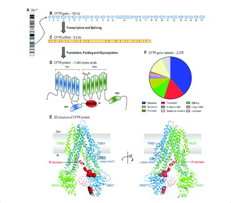 From Gene To Protein Structure A Cf Transmembrane Conductance