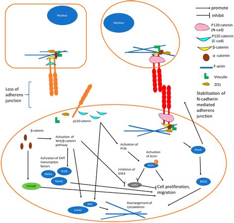 Cells Free Full Text The E Cadherin And N Cadherin Switch In