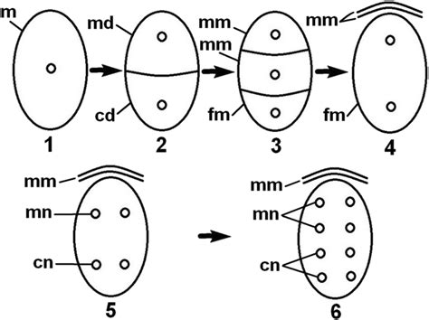 Megasporogenesis And The Development Of The Monosporic Embryo Sac Of