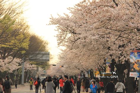 【韓國櫻花2024】首爾 釜山 賞櫻花必去景點整理、韓國櫻花時間預測｜韓國賞櫻一日團