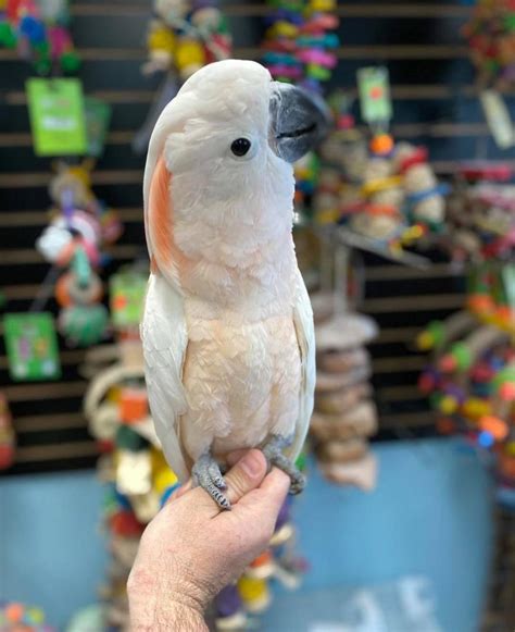 AVAILABLE COCKATOO BIRDS HAND RAISED PARROT STORE