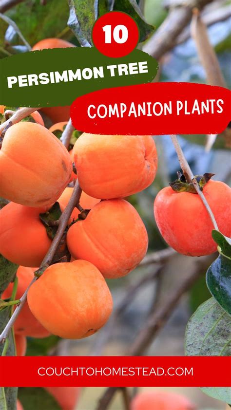 The Top 10 Persimmon Companion Plants For A Thriving Garden