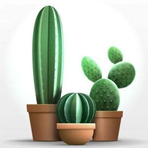 Las Plantas Memorias Juego Educativo Ciencias Mobbyt