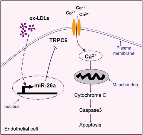 Schematic Diagram Of Endothelial Cell Apoptotic Signaling And