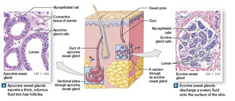 Chromhidrosis definition, causes, symptoms, diagnosis & treatment