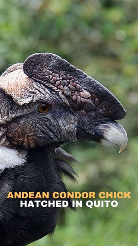 Andean Condors In Ecuador How And Where To See Them Andean Condor