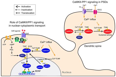 IJMS Free Full Text Physiological And Pathological Roles Of CaMKII