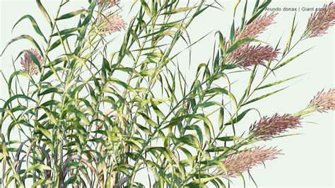 2d Arundo Donax Giant Cane Elephant Grass Carrizo Arundo