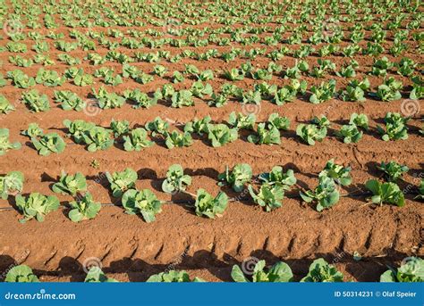 Vegetable Plantation Stock Image Image Of Agricultural 50314231