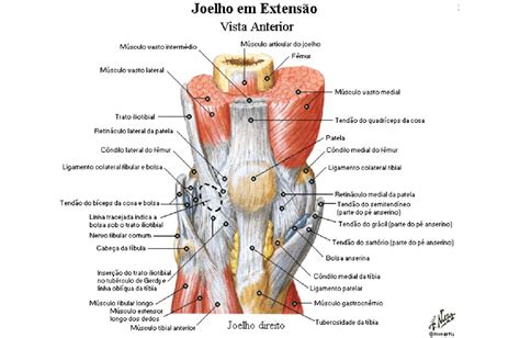 Joelho Centro De Preserva O Articular Dr Marcio Rubin