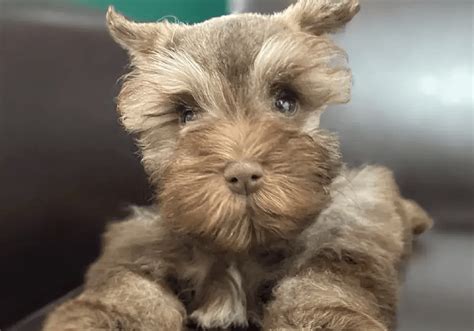 Miniature Schnauzer Puppies For Sale Central Park Puppies