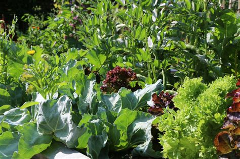 Garten Tipp Eigenes Gemüse und Obst für Menschen und Tiere anbauen