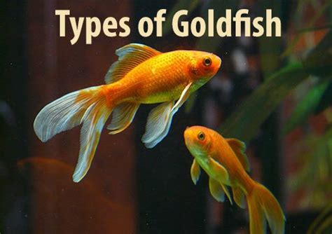 goldfish types and names Archives - Thepetszon