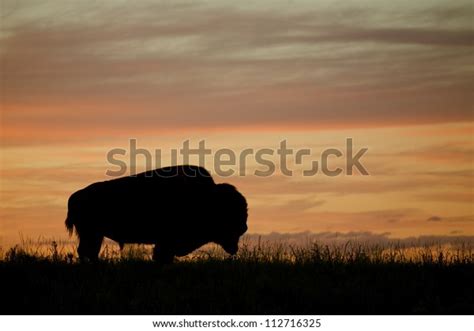 Silhouette Bison Buffalo Against Colorful Sunset Stock Photo (Edit Now ...