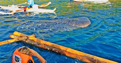 Oslob Cebu Whale Shark Watching - Fees, Info and How To Get There