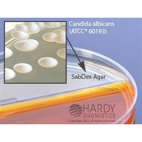 Hardy Diagnostic J107 Dry Culture Media Sabdex Candgdtm Biplate Biplate