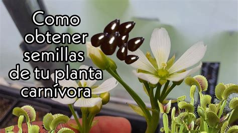 Cómo obtener semillas de Venus atrapamoscas Polinización de plantas